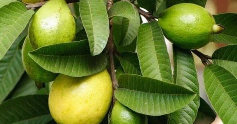 Guava Leaves